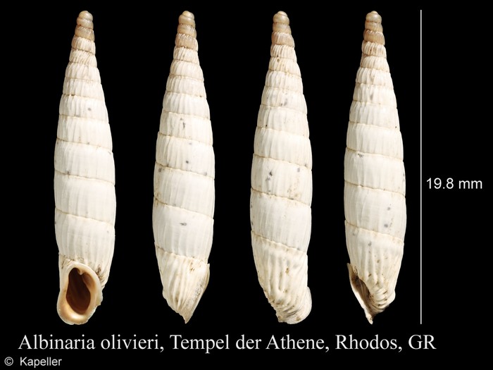 Albinaria olivieri Albinaria olivieri