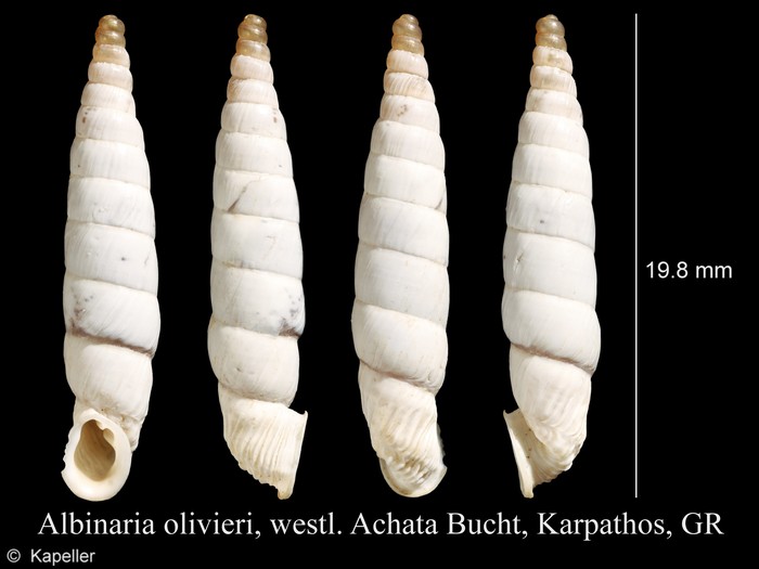 Albinaria olivieri Albinaria olivieri