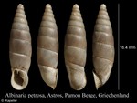 Albinaria petrosa