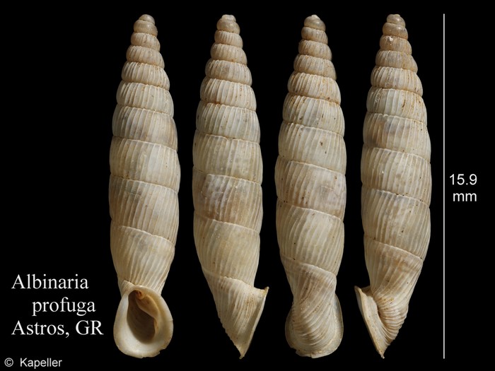 Albinaria profuga Albinaria profuga