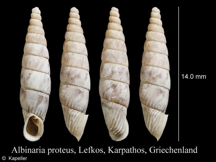 Albinaria proteus Albinaria proteus
