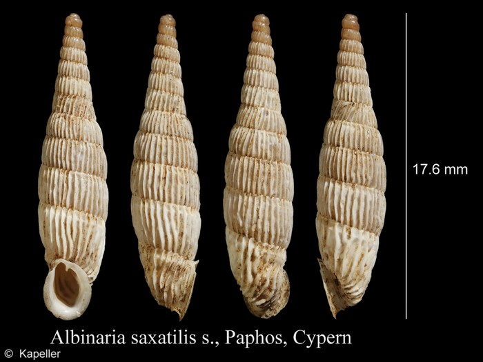 Albinaria saxatilis Albinaria saxatilis