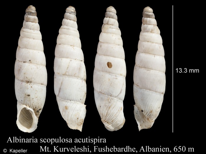 Albinaria scopulosa acutispira