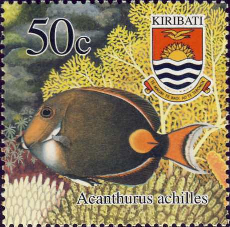 Acanthurus achilles Acanthurus achilles