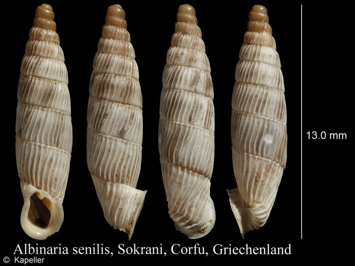 Albinaria senilis Albinaria senilis