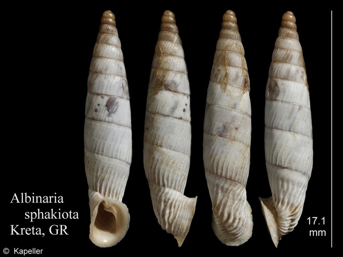 Albinaria sphakiota Albinaria sphakiota