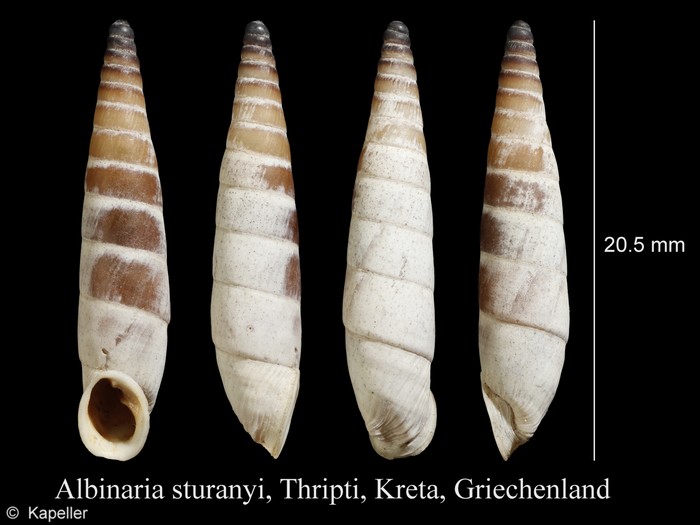 Albinaria sturanyi Albinaria sturanyi