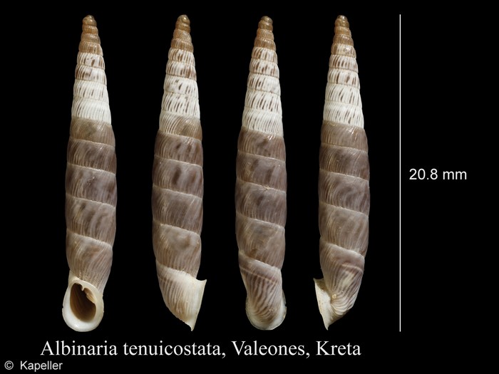 Albinaria tenuicostata