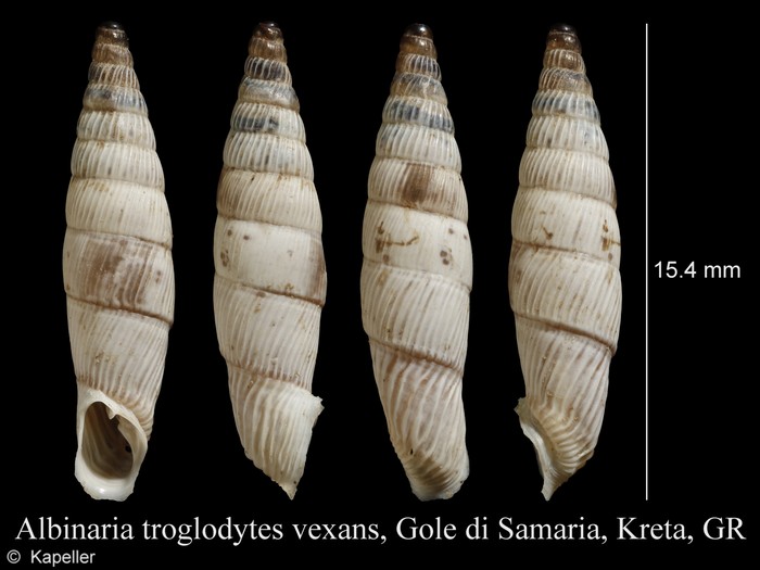 Albinaria troglodytes vexans