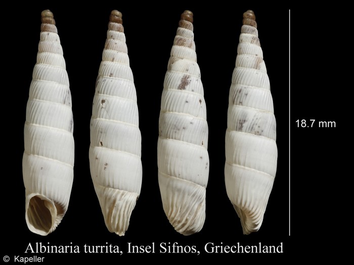 Albinaria turrita Albinaria turrita