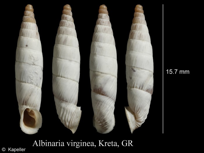 Albinaria virginea Albinaria virginea