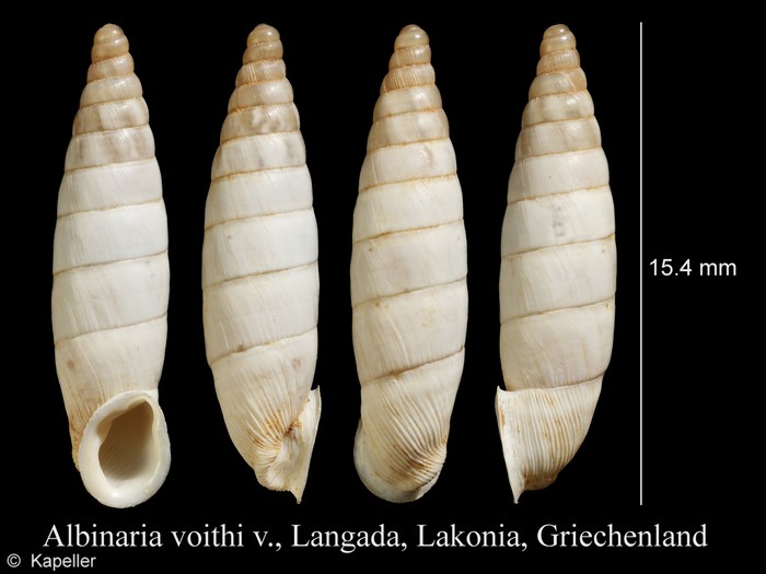 Albinaria voithii Albinaria voithii