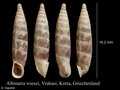 Mollusca (molluscs)