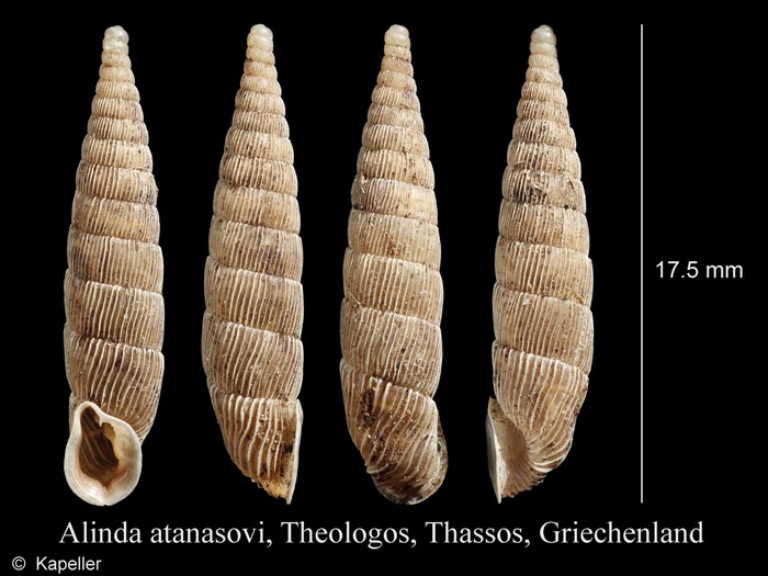 Alinda atanasovi Alinda atanasovi