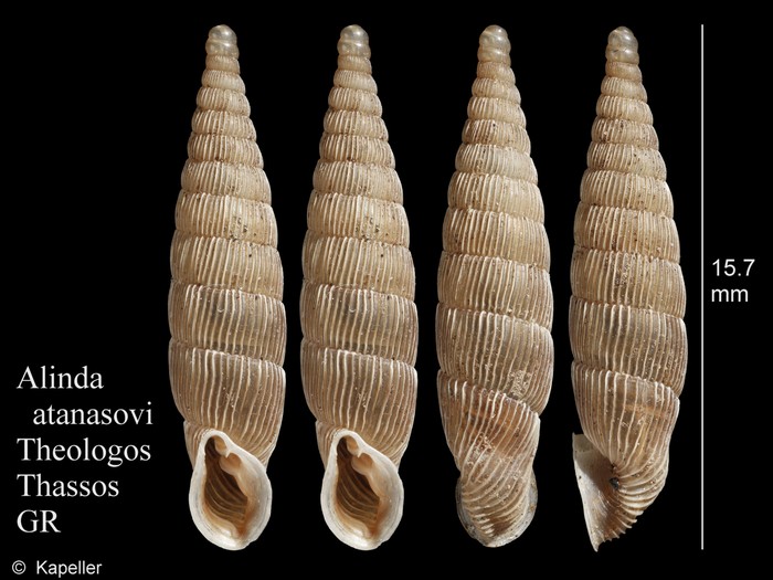 Alinda atanasovi Alinda atanasovi