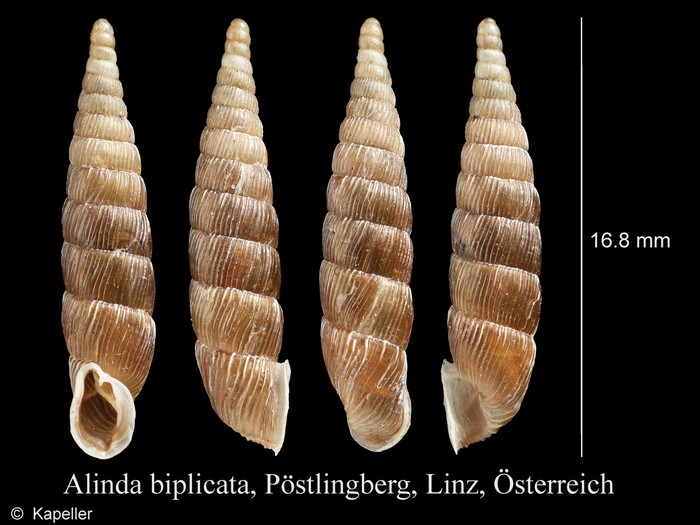 Alinda biplicata Alinda biplicata