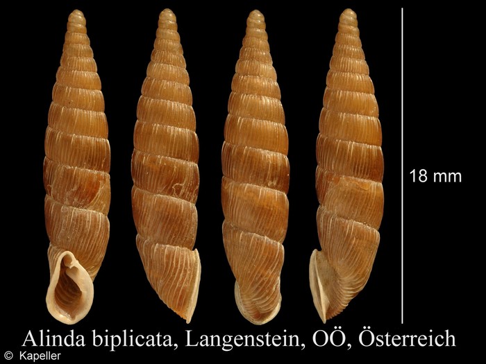 Alinda biplicata