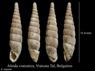 Alinda vratzatica