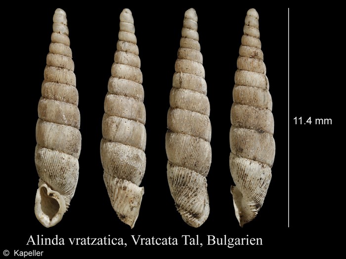 Alinda vratzatica Alinda vratzatica