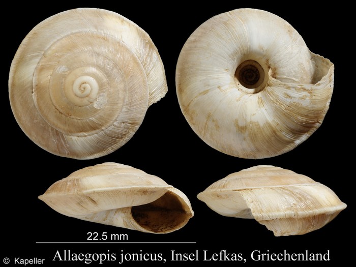 Allaegopis jonicus Allaegopis jonicus