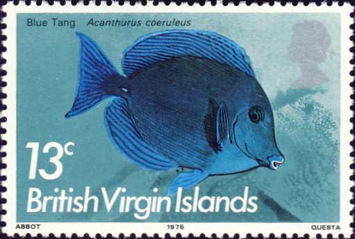 Acanthurus coeruleus Acanthurus coeruleus