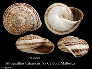 Allaegopis balearicus