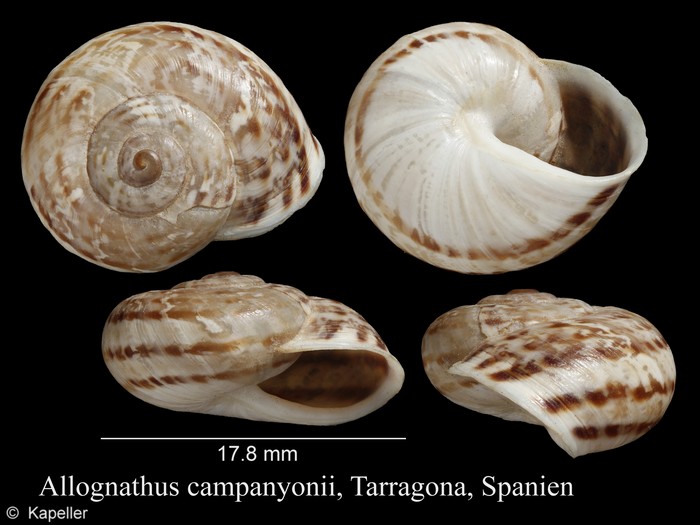 Allaegopis campanyonii