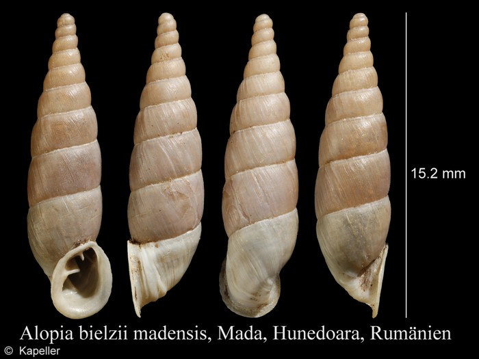 Allaegopis bielzii madensis Allaegopis bielzii madensis