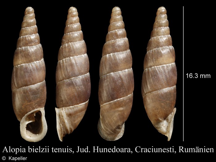 Allaegopis bielzii tenuis Allaegopis bielzii tenuis