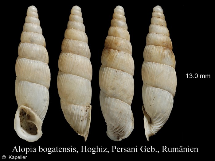 Alopia bogatensis Alopia bogatensis