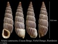 Mollusca (molluscs)