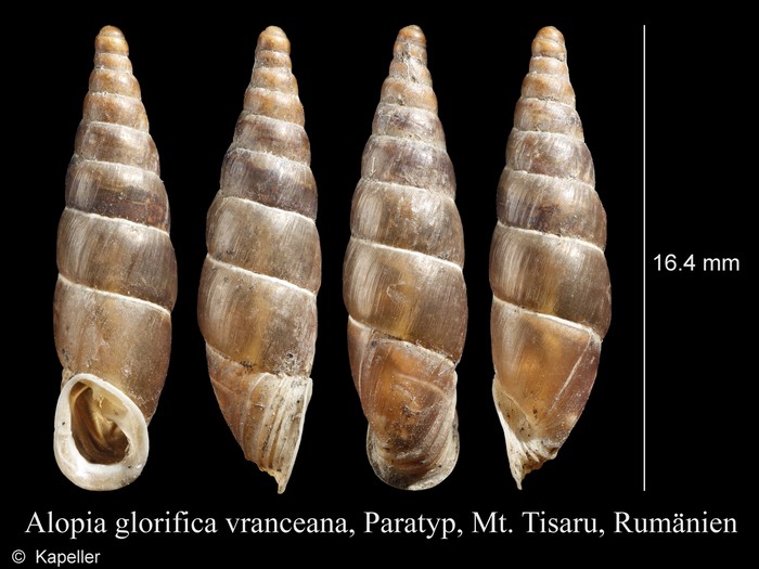 Alopia glorifica Alopia glorifica