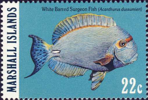 Acanthurus dussumieri Acanthurus dussumieri