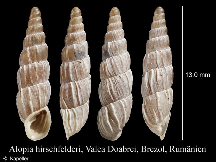 Alopia hirschfelderi