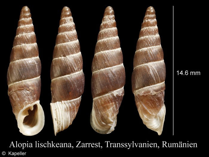 Alopia lischkeana Alopia lischkeana