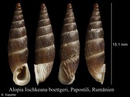 Alopia lischkeana boettgeri