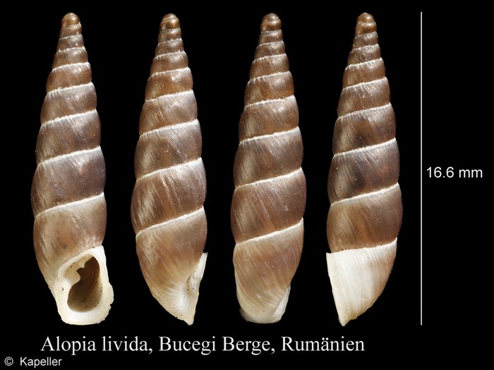 Alopia livida Alopia livida