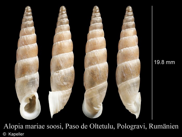 Alopia mariae Alopia mariae