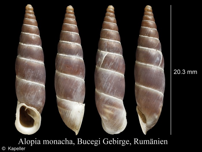 Alopia monacha Alopia monacha
