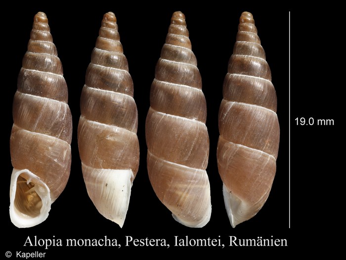 Alopia monacha Alopia monacha