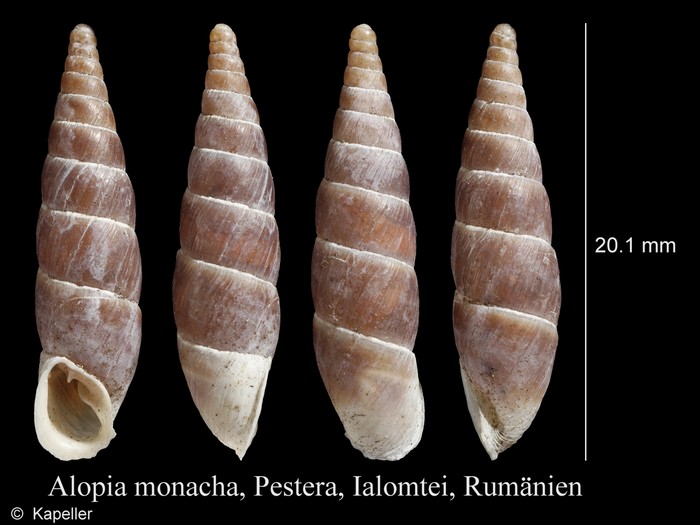 Alopia monacha Alopia monacha
