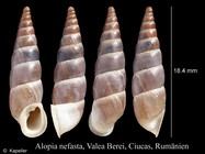 Alopia nefasta