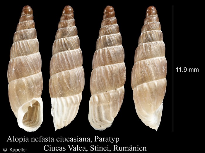 Alopia nefasta ciucasiana