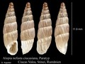 Mollusca (molluscs)