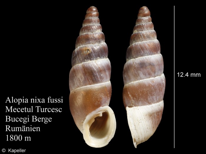 Alopia nixa fussi