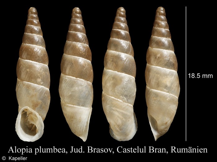 Alopia plumbea Alopia plumbea