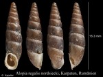 Alopia regalis nordsiecki