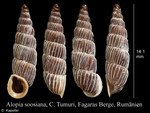 Alopia soosiana