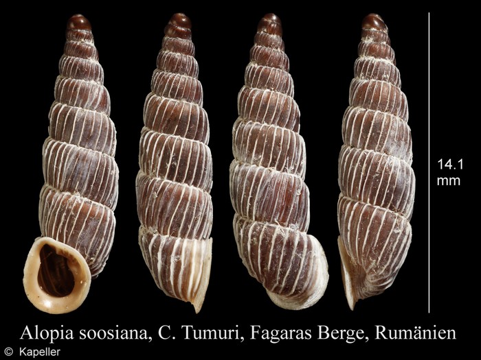 Alopia soosiana Alopia soosiana