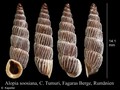 Mollusca (molluscs)